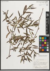 Foto von Salix nigra Marshall